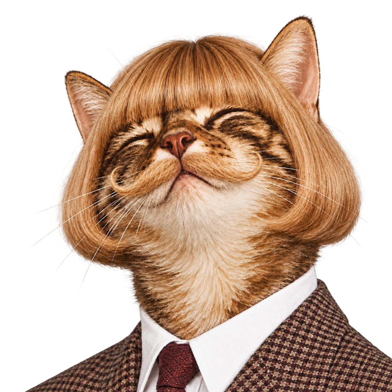 Catephil: a very dignified cat with a ginger bob haircut and a tweed suit